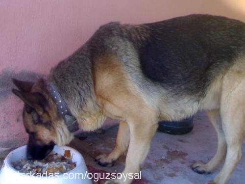 roy Erkek Alman Çoban Köpeği