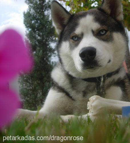 oscar Erkek Sibirya Kurdu (Husky)