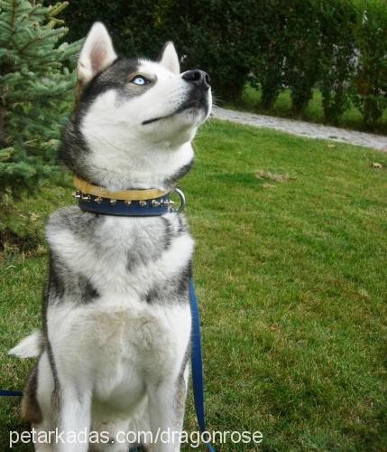 oscar Erkek Sibirya Kurdu (Husky)