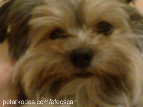 oscar Erkek Yorkshire Terrier