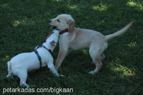 cedricÖzkan Erkek Golden Retriever