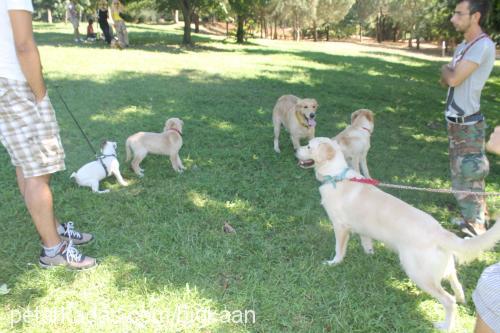 cedricÖzkan Erkek Golden Retriever