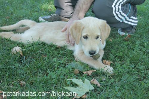 cedricÖzkan Erkek Golden Retriever