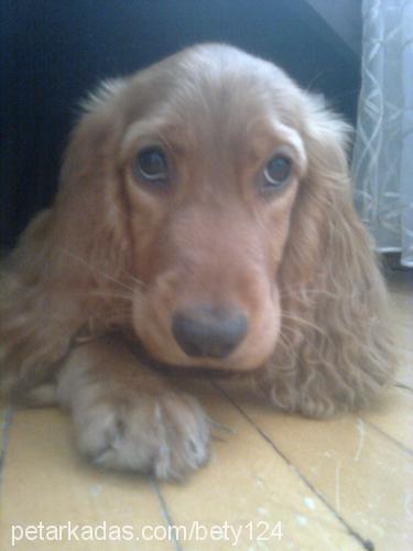 bety Dişi Amerikan Cocker Spaniel