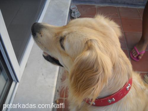 bambi Dişi Golden Retriever