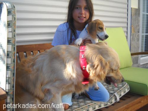 bambi Dişi Golden Retriever