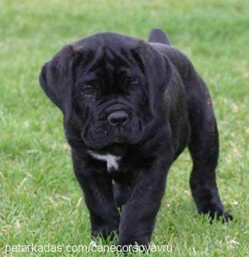 canecorsoyavru Erkek Mastiff