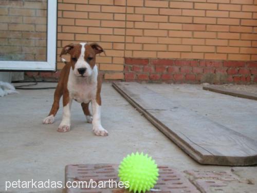 betty Dişi Amerikan Staffordshire Terrier