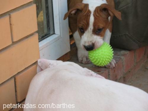 betty Dişi Amerikan Staffordshire Terrier