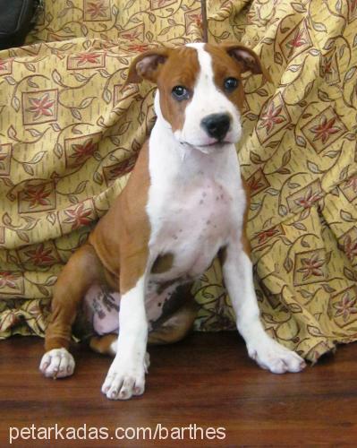 betty Dişi Amerikan Staffordshire Terrier