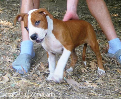 betty Dişi Amerikan Staffordshire Terrier