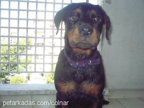 negro Dişi Rottweiler