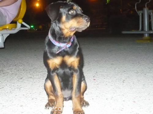 negro Dişi Rottweiler