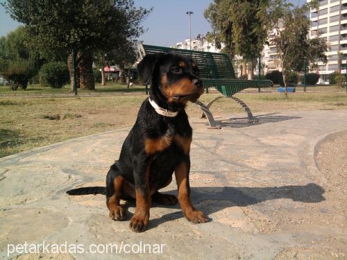 negro Dişi Rottweiler