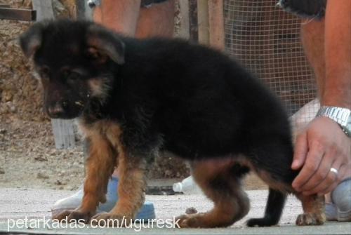 papsi Dişi Alman Çoban Köpeği