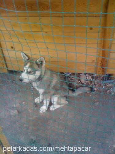 mara Erkek Sibirya Kurdu (Husky)