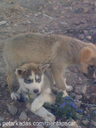 mara Erkek Sibirya Kurdu (Husky)