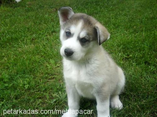 mara Erkek Sibirya Kurdu (Husky)