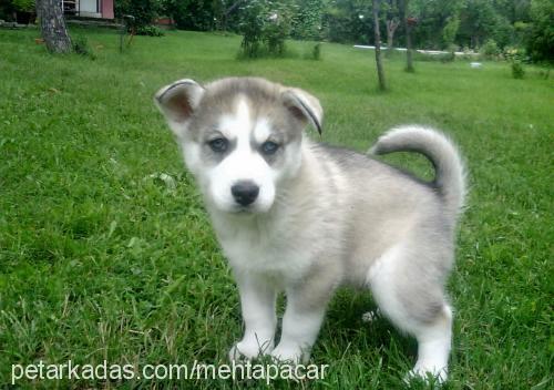 mara Erkek Sibirya Kurdu (Husky)