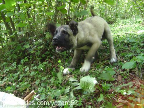 rocky Erkek Sokö (Sokak Köpeği)