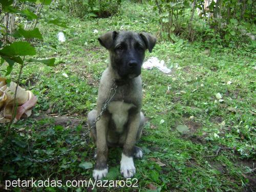 rocky Erkek Sokö (Sokak Köpeği)