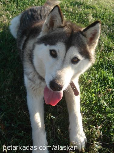 Şira Dişi Alaskan Malamute