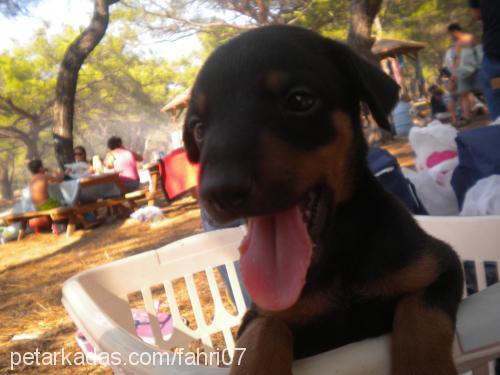 efe Erkek Doberman Pinscher