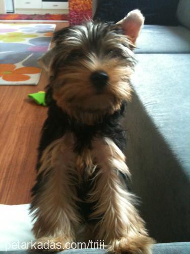 fistik Dişi Yorkshire Terrier