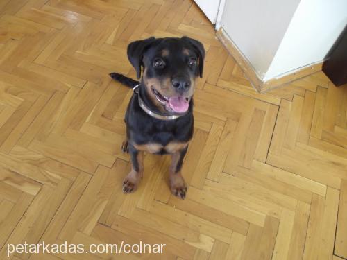 negro Dişi Rottweiler