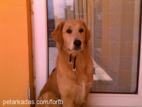 karamel Dişi Golden Retriever