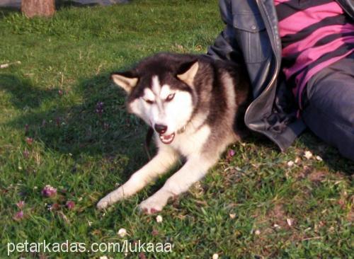 luka Erkek Sibirya Kurdu (Husky)