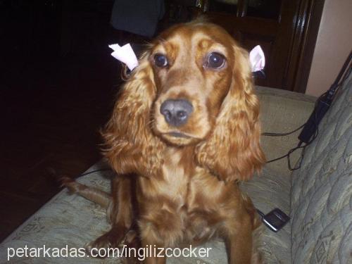 eva Dişi İngiliz Cocker Spaniel