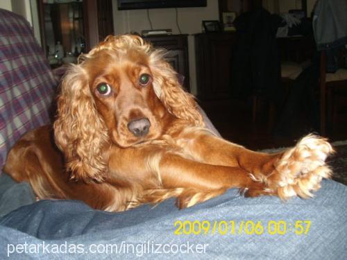 eva Dişi İngiliz Cocker Spaniel