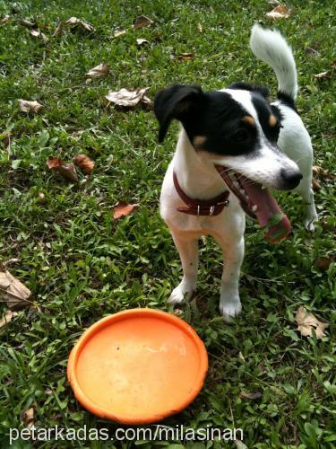 shila Dişi Jack Russell Terrier