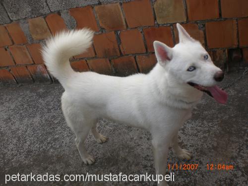 gümüş Erkek Samoyed