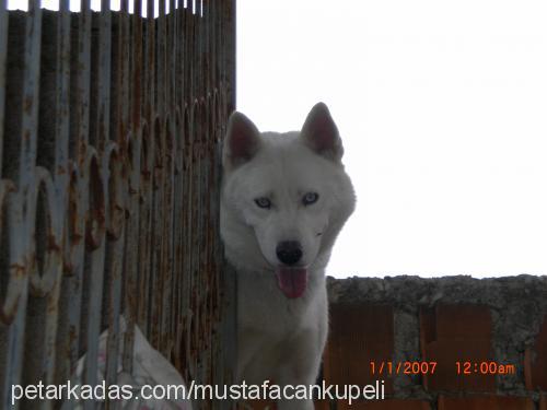 gümüş Erkek Samoyed