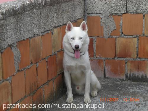 gümüş Erkek Samoyed