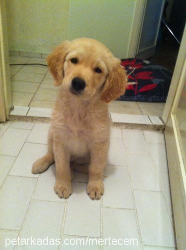 muffin Erkek Golden Retriever