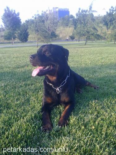 paşa Erkek Rottweiler