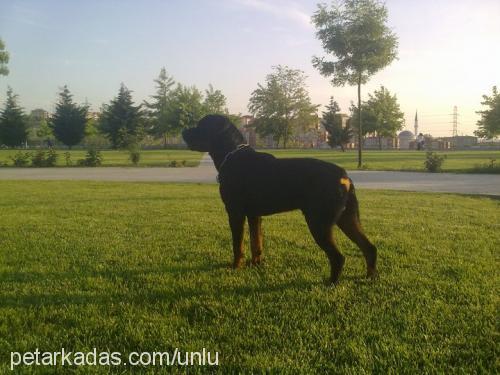 paşa Erkek Rottweiler