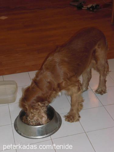 paşa Erkek İngiliz Cocker Spaniel