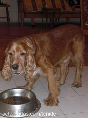 paşa Erkek İngiliz Cocker Spaniel