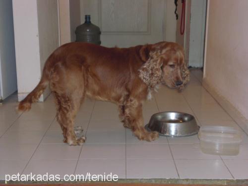 paşa Erkek İngiliz Cocker Spaniel