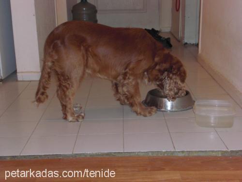 paşa Erkek İngiliz Cocker Spaniel