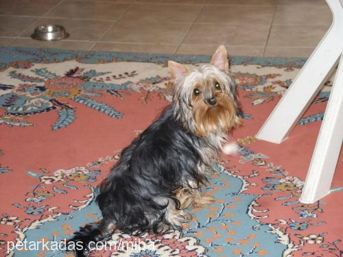 mişa Dişi Yorkshire Terrier