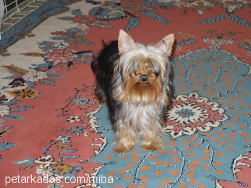 mişa Dişi Yorkshire Terrier