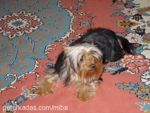 mişa Dişi Yorkshire Terrier