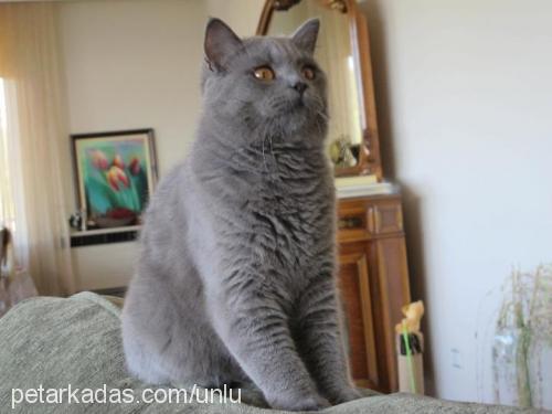 süleymansülüman Erkek British Shorthair