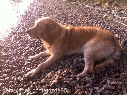 tarçın Erkek Golden Retriever