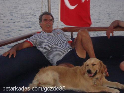 tarçın Erkek Golden Retriever